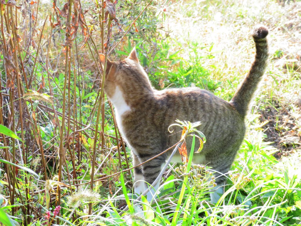ねこ、風太 巡回