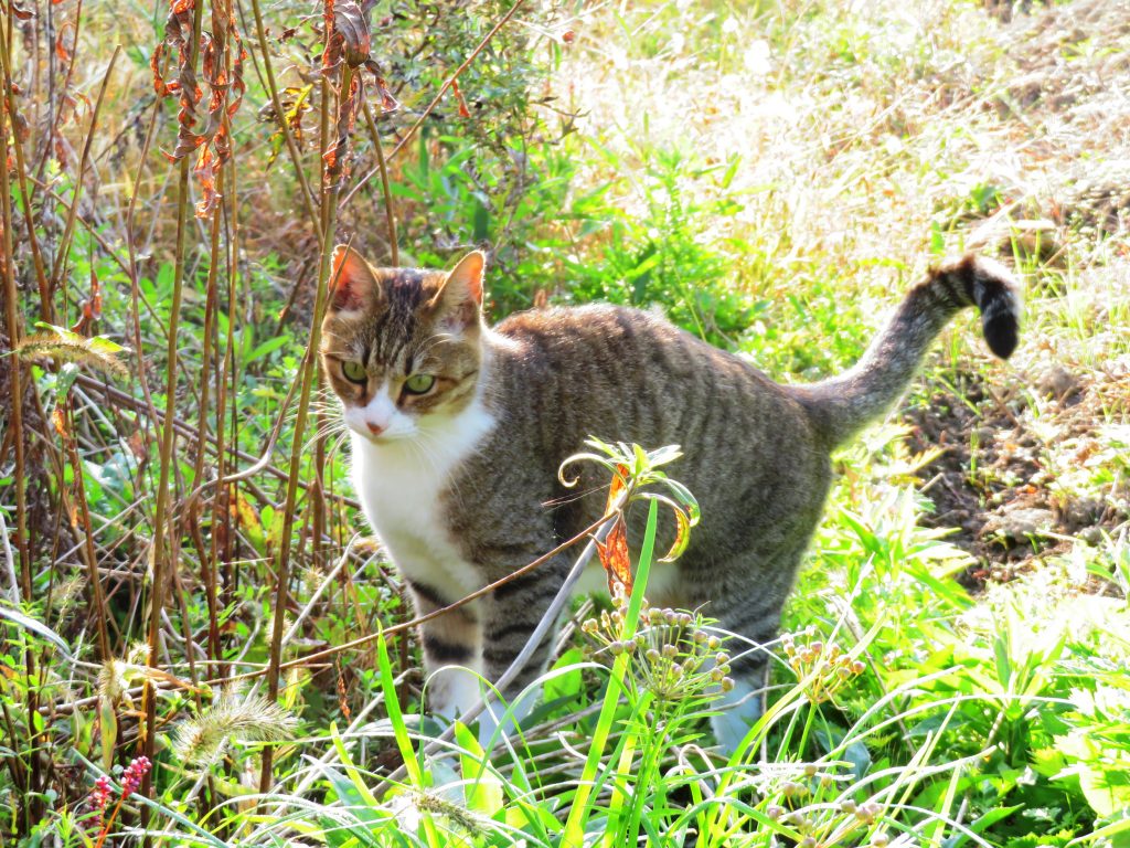 ねこ、風太 巡回