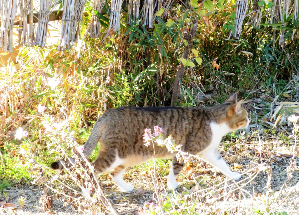 ねこ、風太 巡回