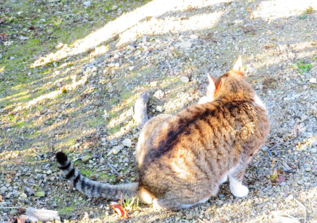 ねこ、風太 巡回