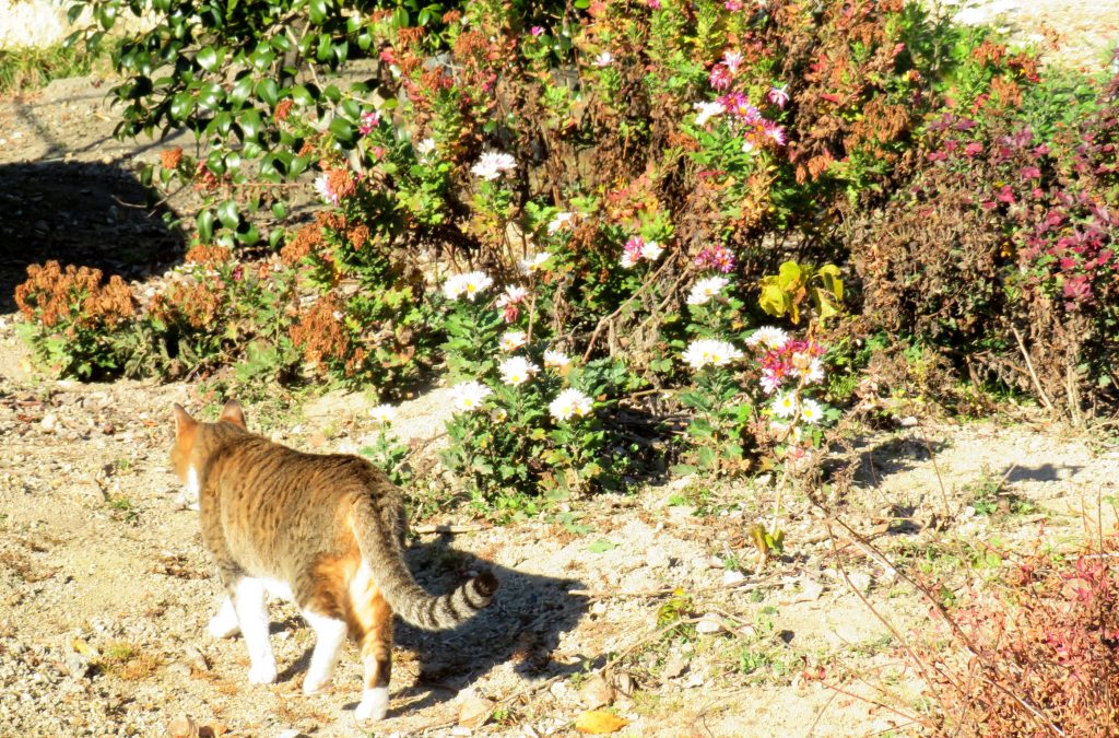 ねこ、風太 巡回