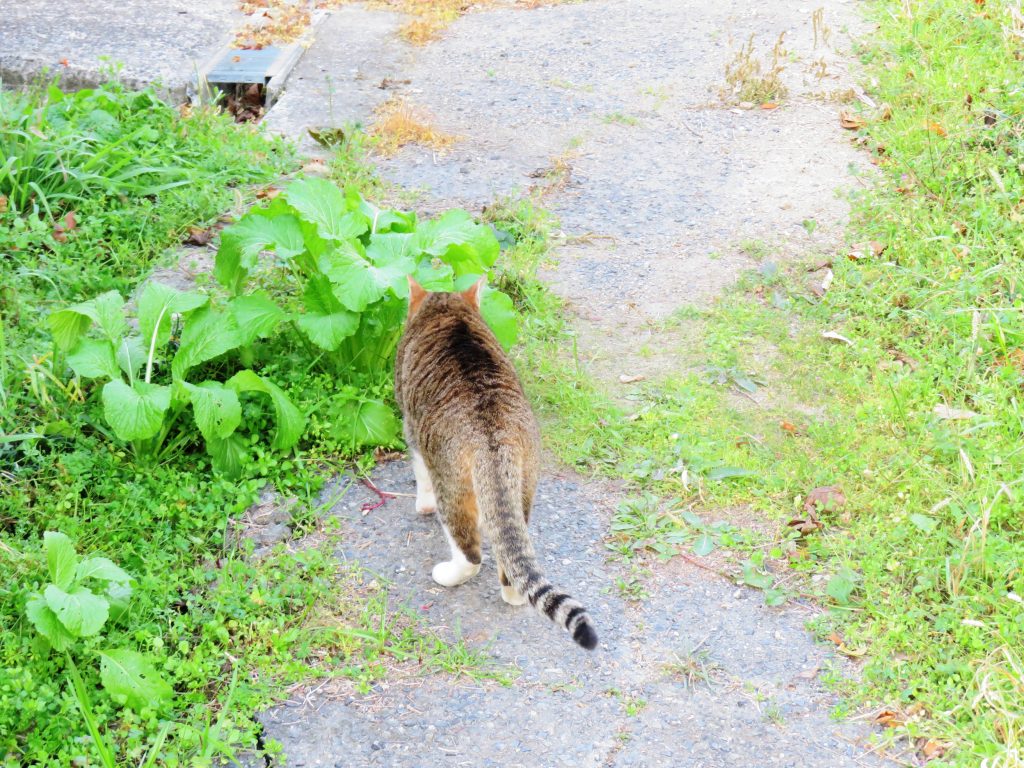 ねこ、風太 巡回