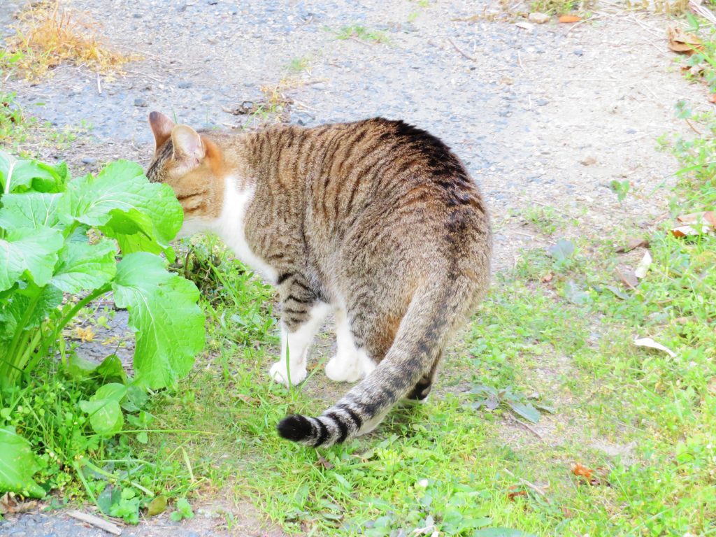 ねこ、風太 巡回