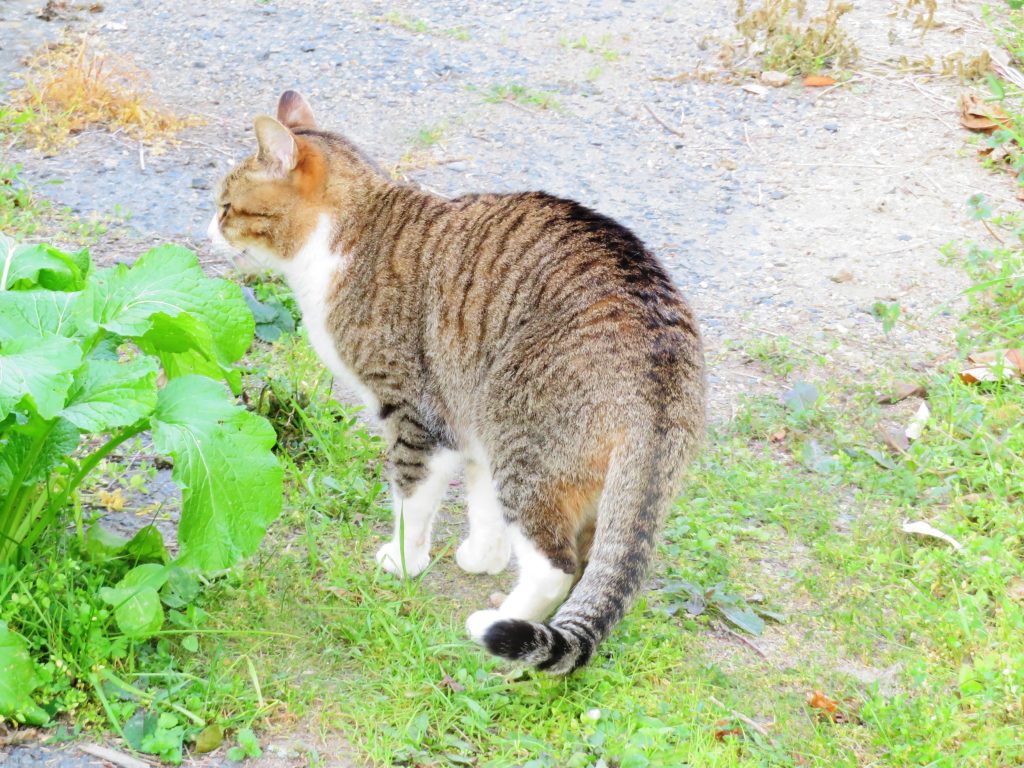 ねこ、風太 巡回