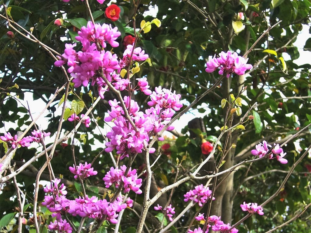 紫式部と藪椿