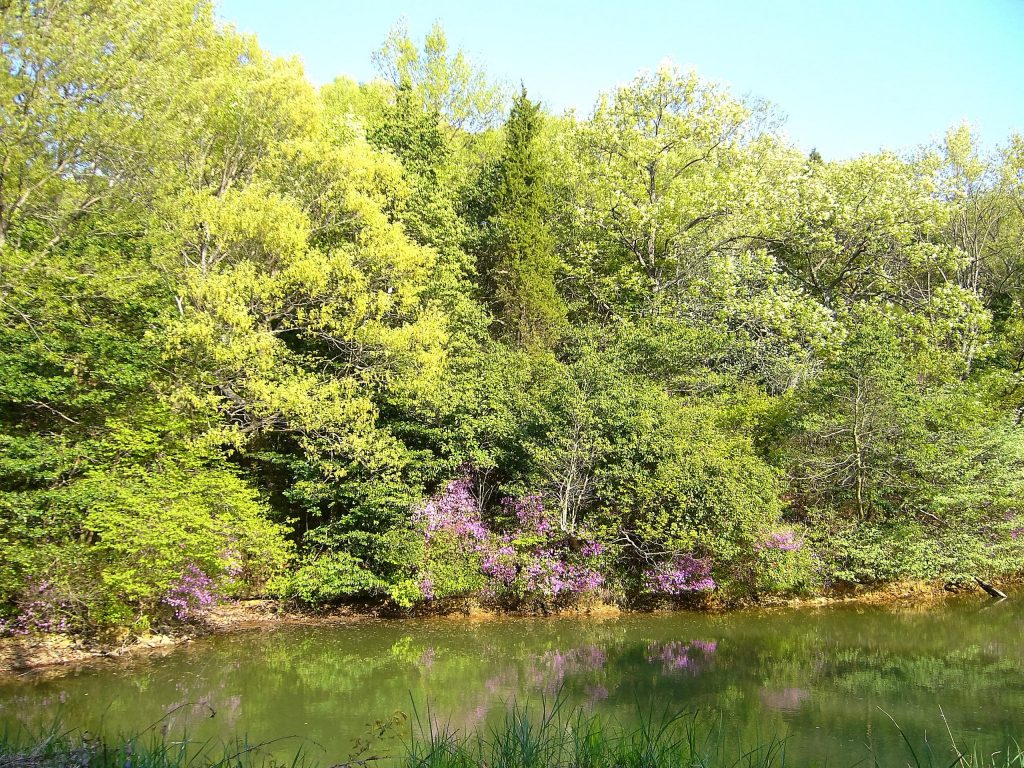 春の池