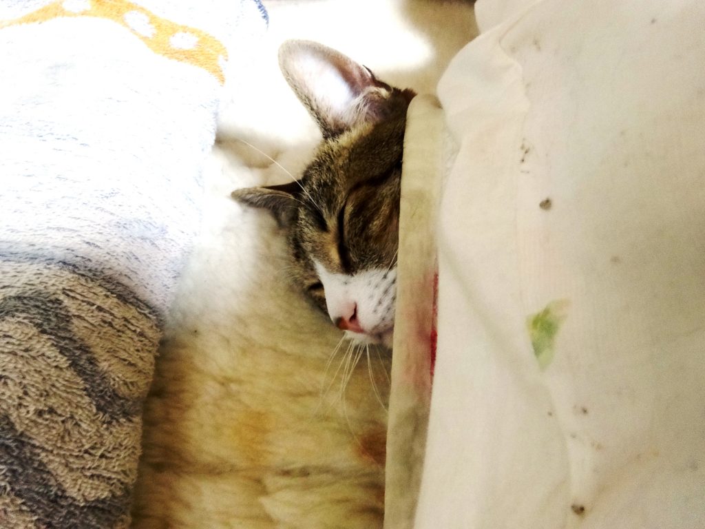 ねこ、風太　布団で寝る