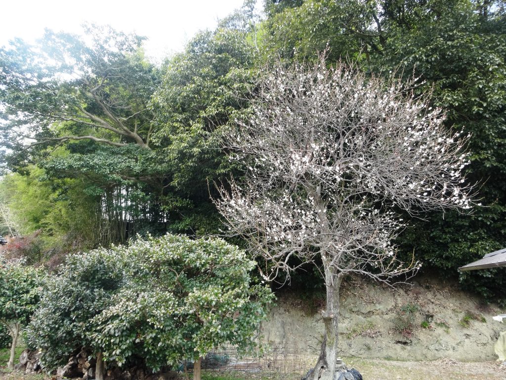 我が家の梅の老木