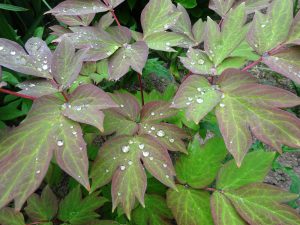 牡丹の葉と水滴