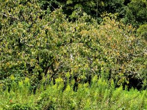 柿の木とセイタカアワダチソウ
