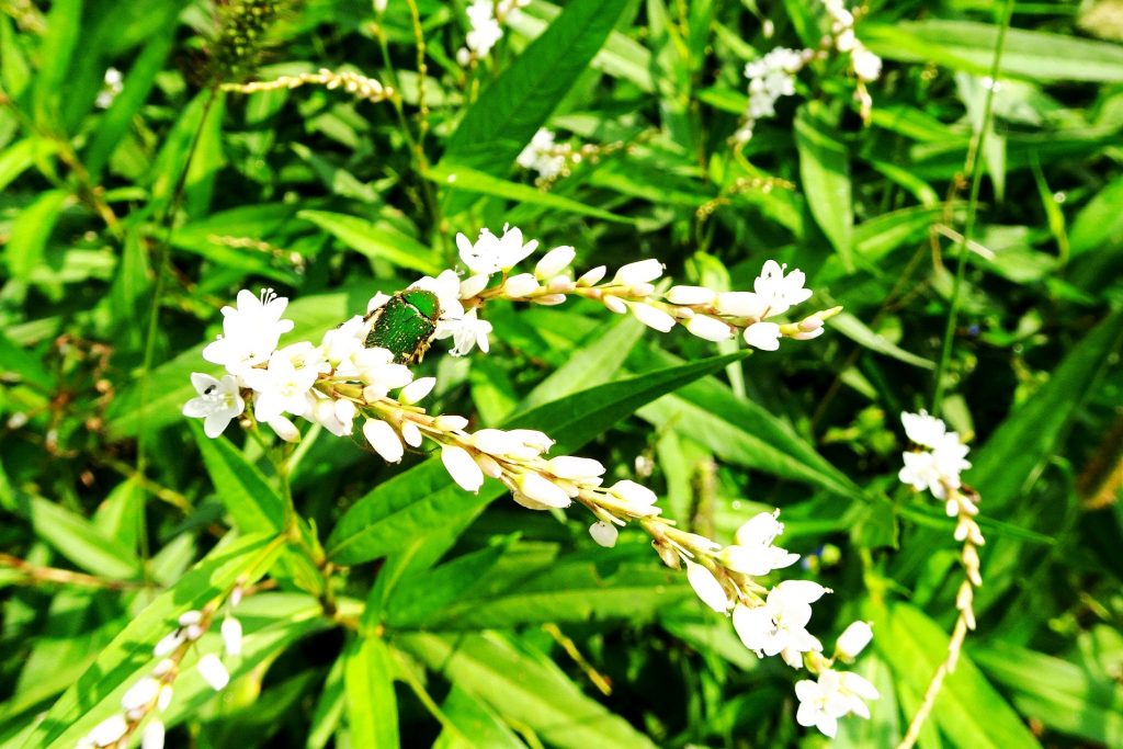 シロバナサクラタデ(白花桜蓼）とカナブン