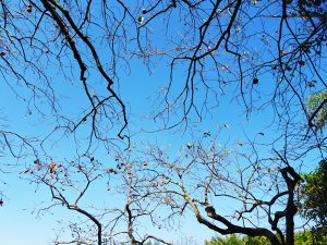 柿の木の枝と青空