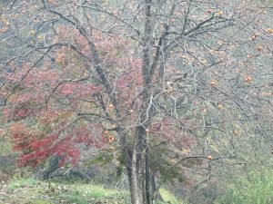 雨あがり　紅葉と柿の木