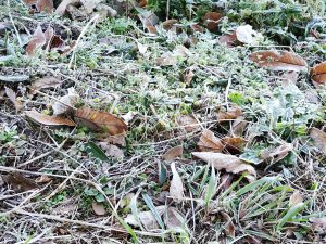 霜の降りた枯れ葉