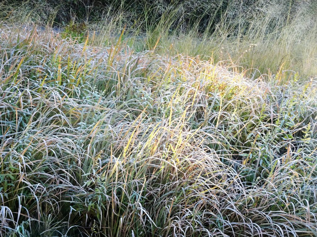 霜の降りた草叢に差し込む朝日