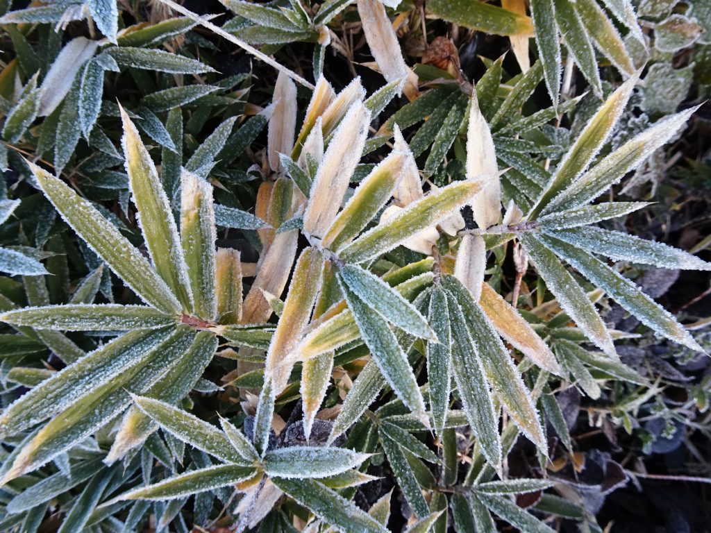 笹の葉と霜