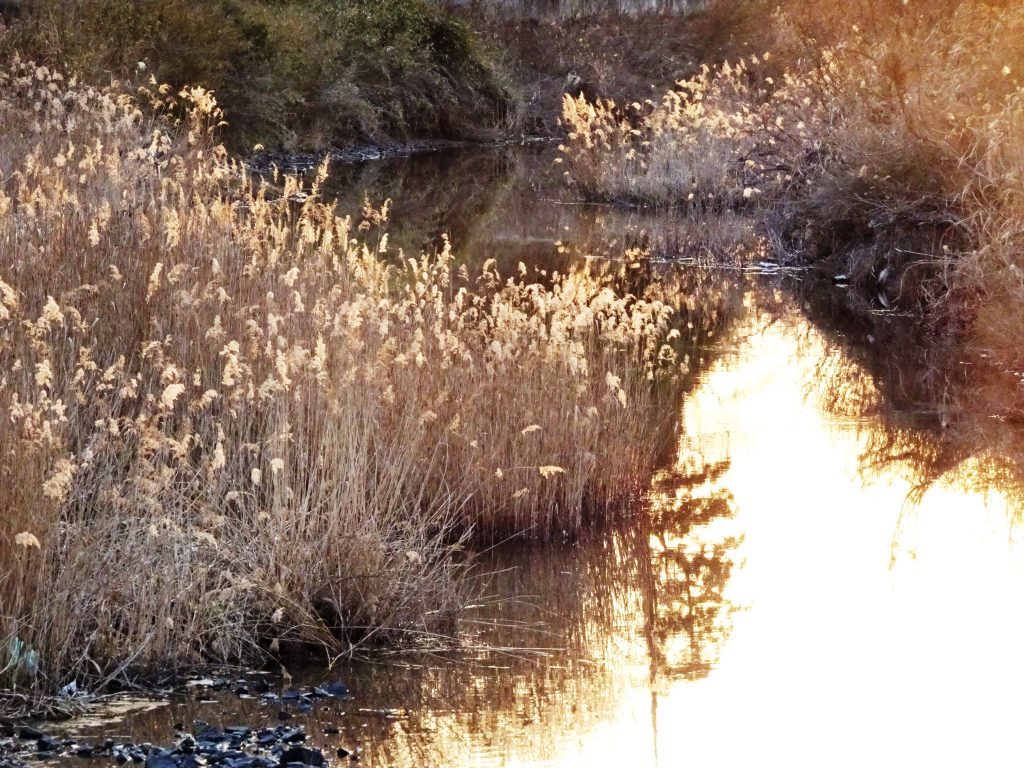 冬の川　夕景