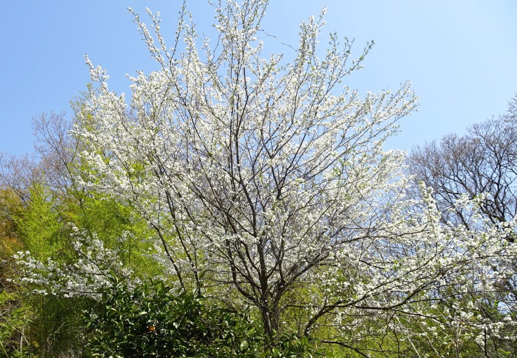 山桜桃梅（うすらうめ）が咲きました。