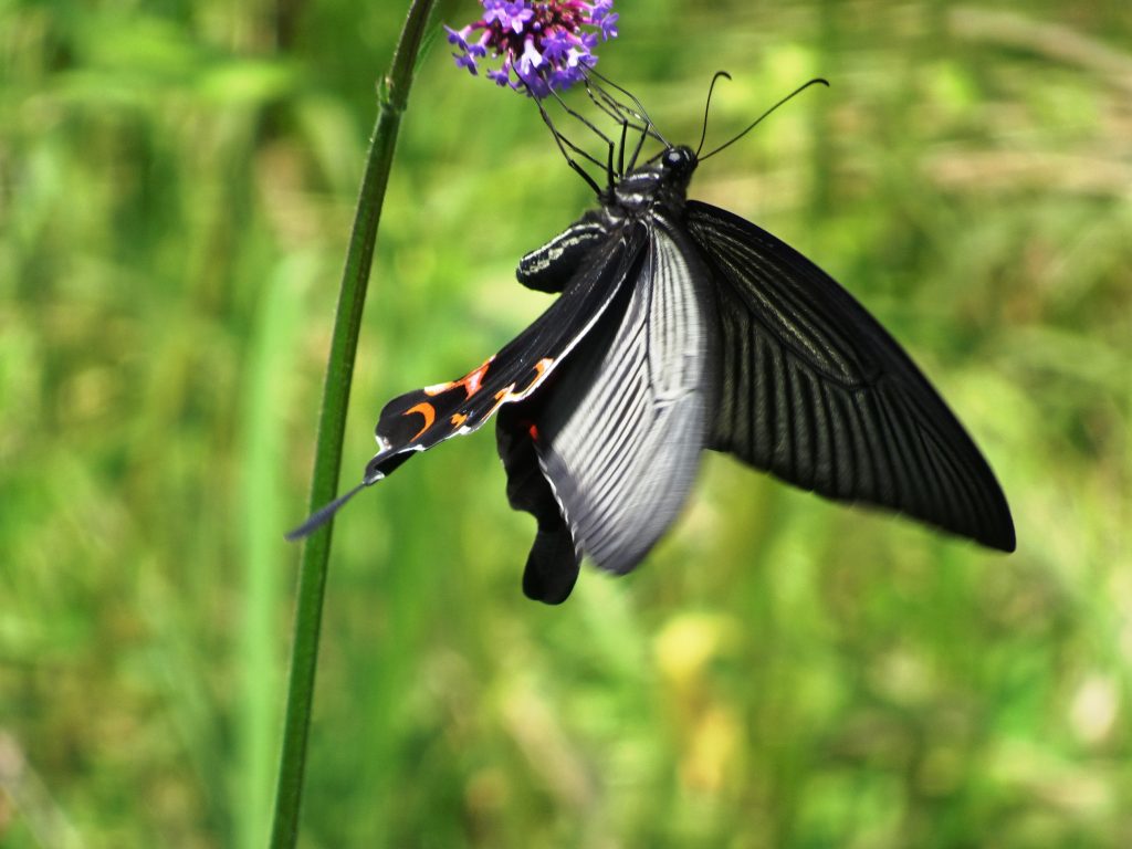 オナガアゲハ蝶