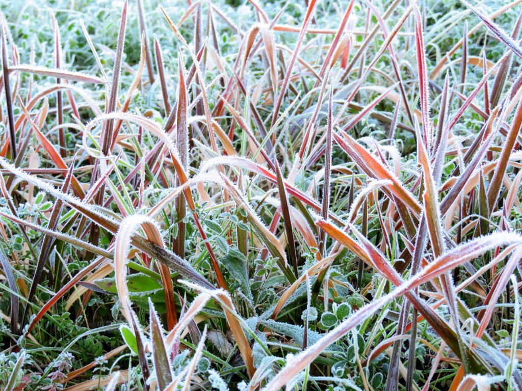 大霜の草紅葉