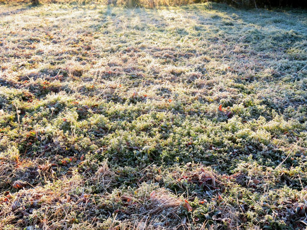 霜の日の朝散歩