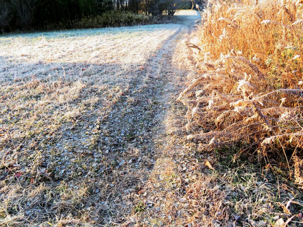 霜の日の朝散歩