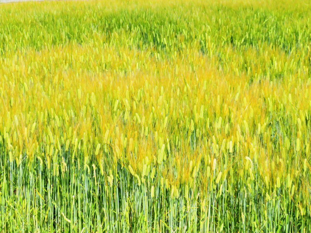 麦畑