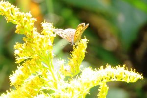 紅シジミ蝶とセイタカアワダチソウ