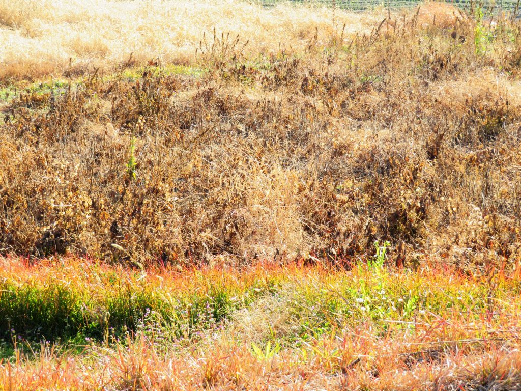 草紅葉と大豆畑
