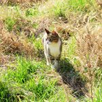 ねこ、風太　巡回