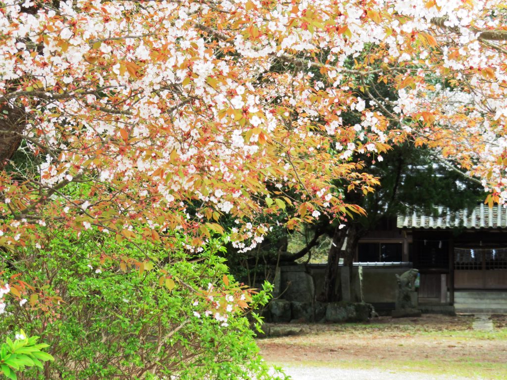 神社と桜