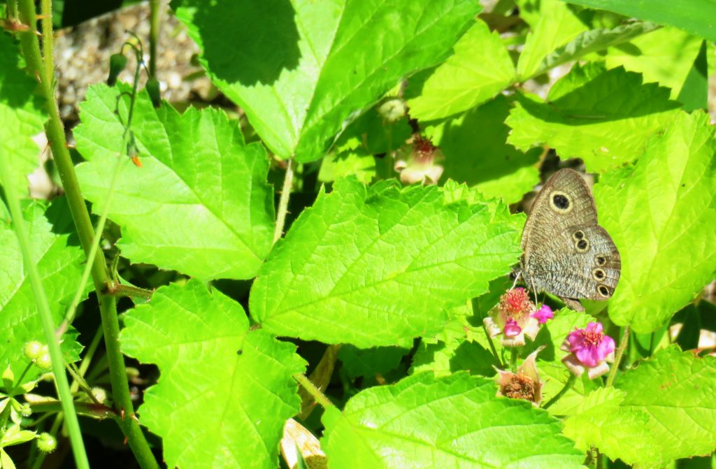 ナワシロイチゴの花とヒメジャノメ蝶