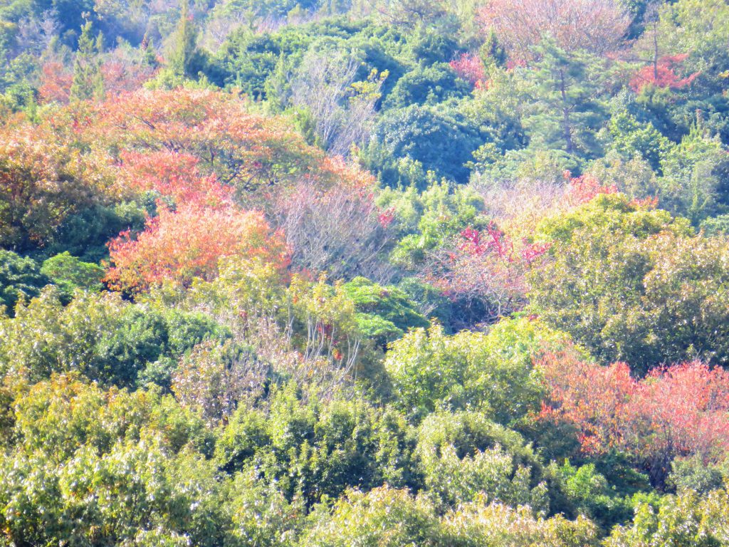 晩秋の山　山桜の紅葉