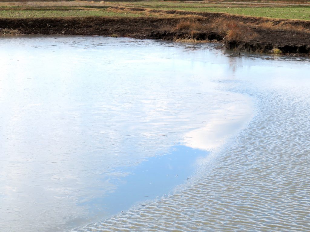 薄氷とさざ波の池