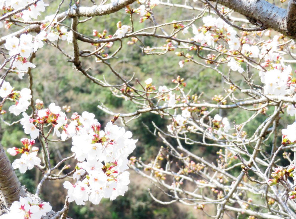 里の桜