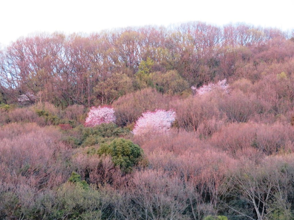 夕刻の山桜