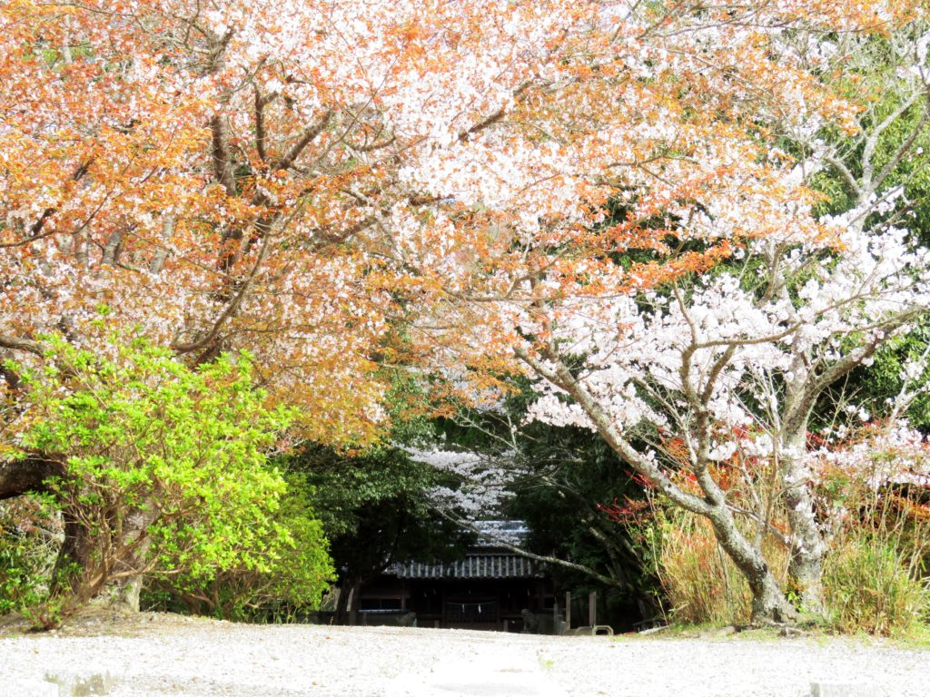 山桜とソメイヨシノ