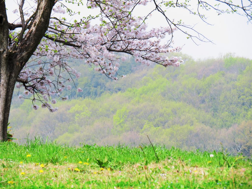 桜と芽吹きの山