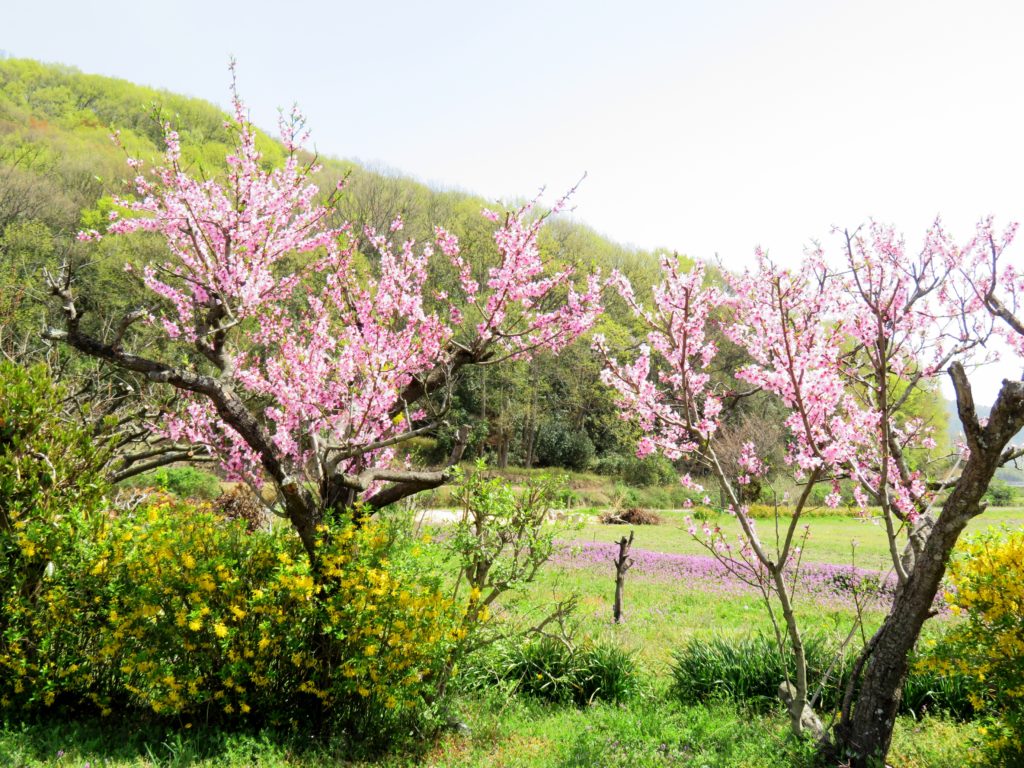 春の田舎　桃とレンギョウ