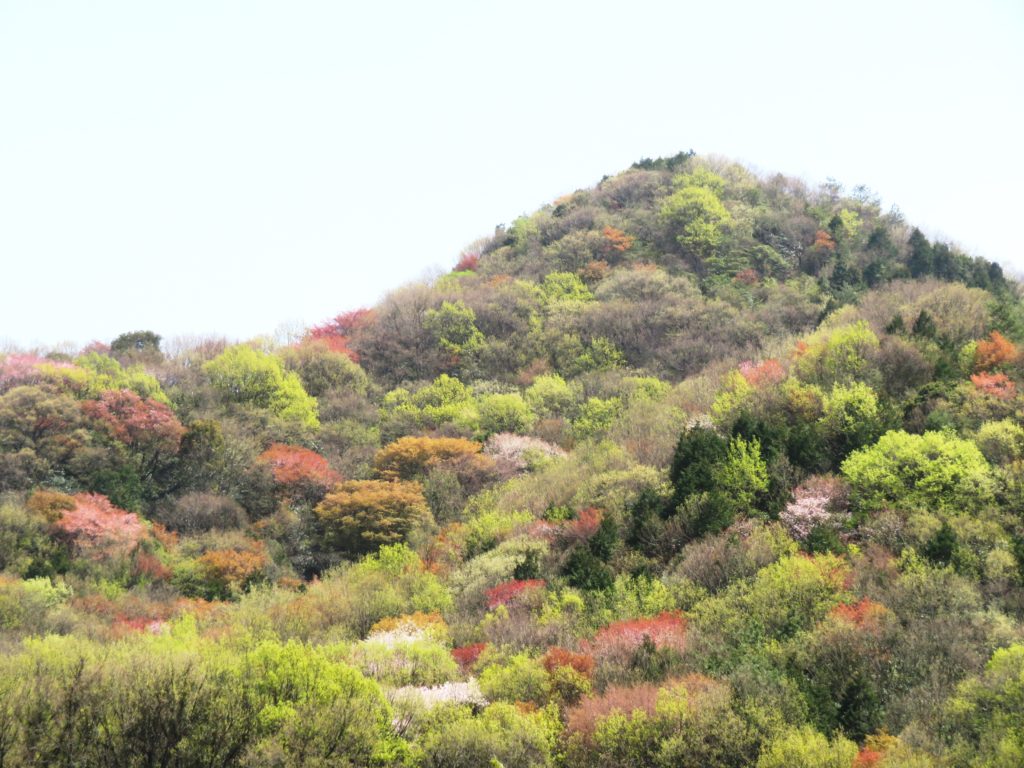 葉桜の山