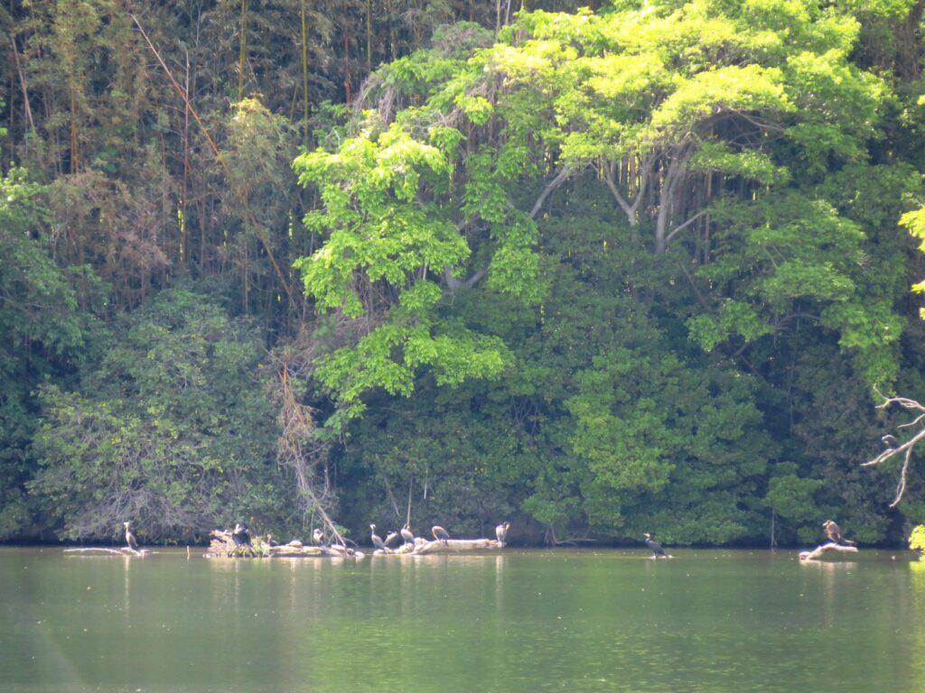 川辺の鳥たち