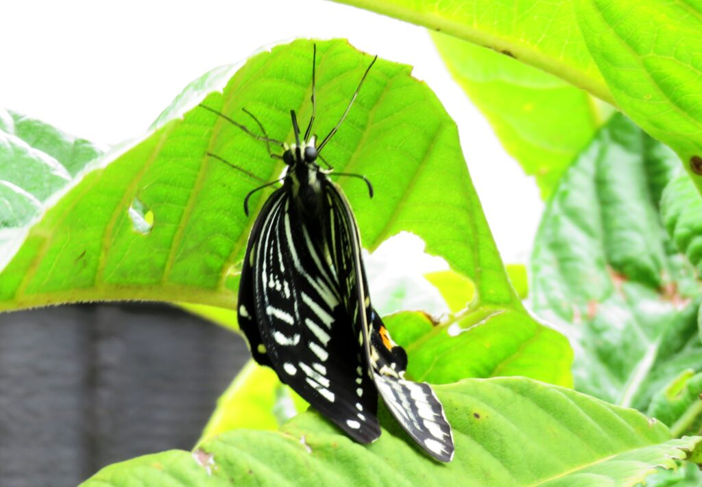 羽化したばかりのアゲハ蝶