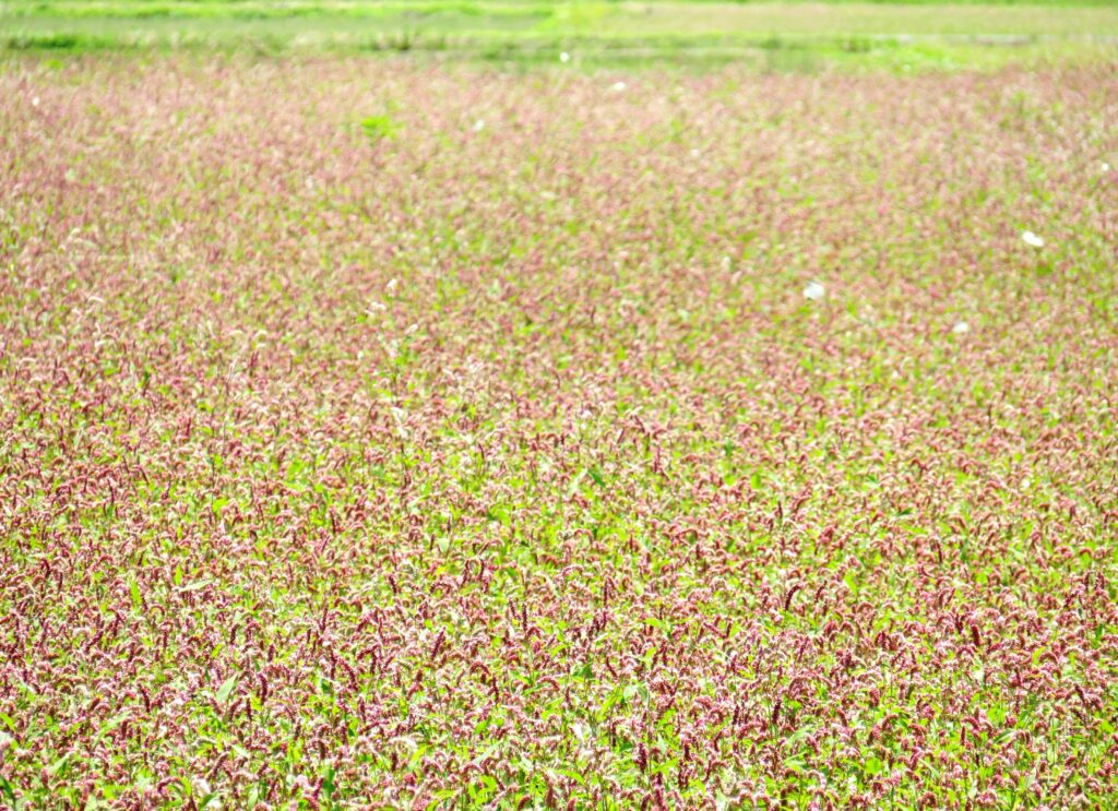 休耕田の蓼の花とモンシロチョウ