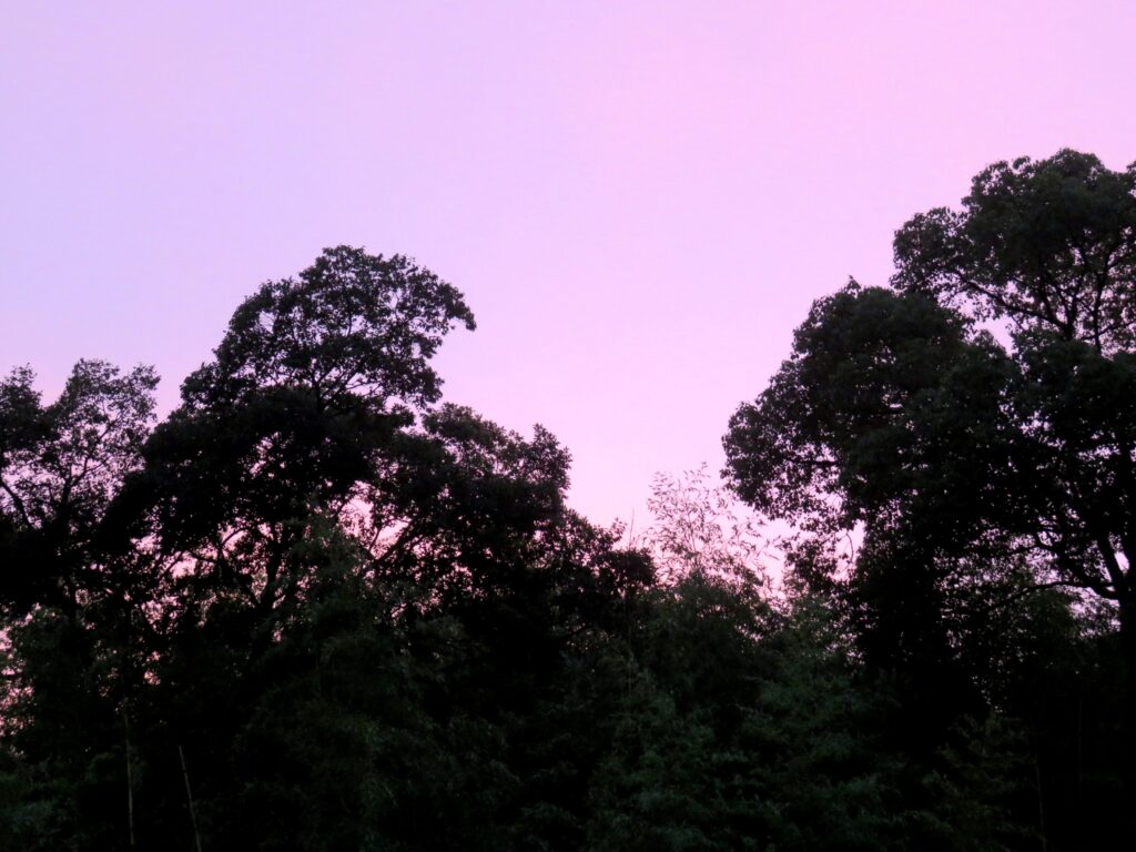 ピンク色の夕焼け