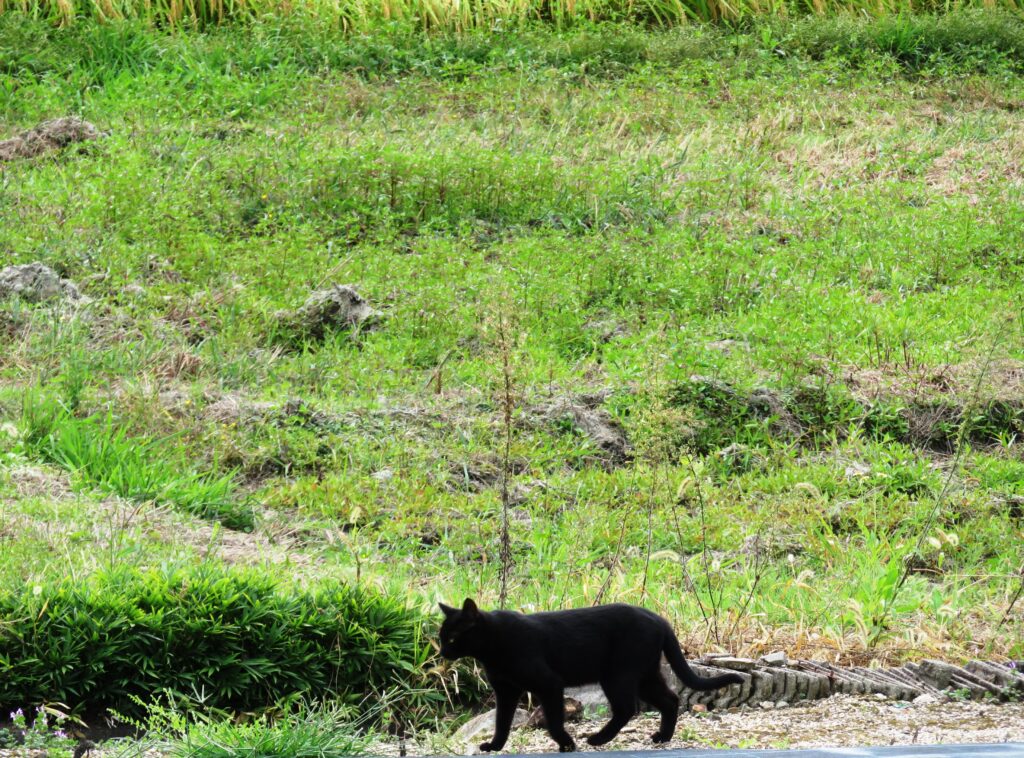家の前を悠々と歩く黒猫