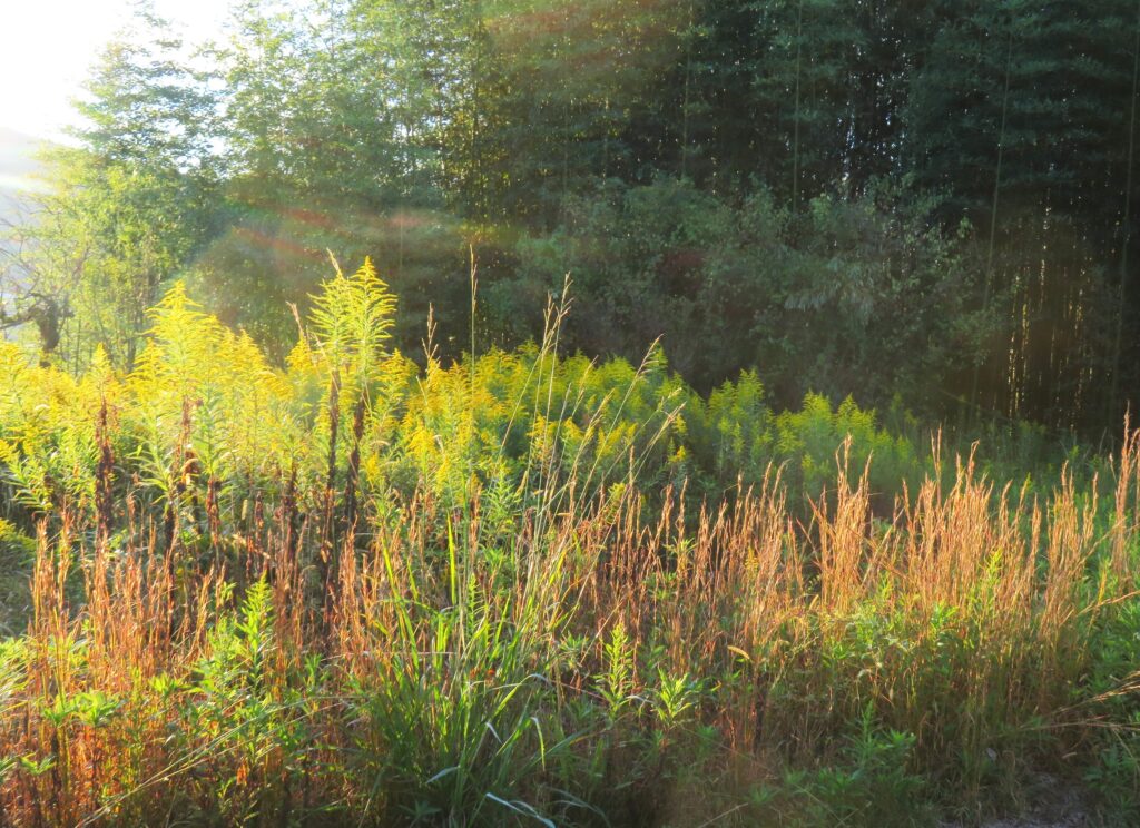 朝日と秋の草