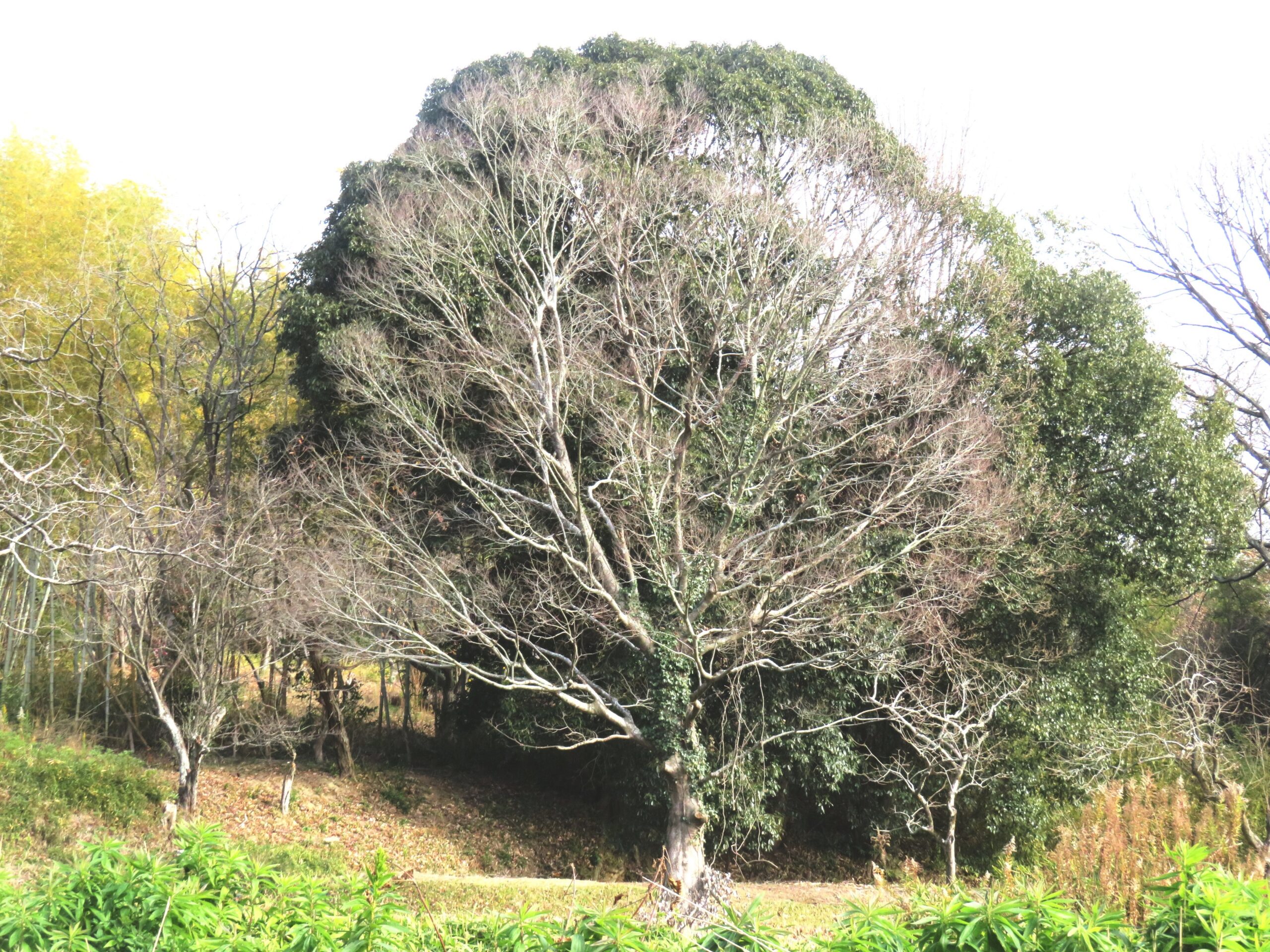 落葉樹と常緑樹