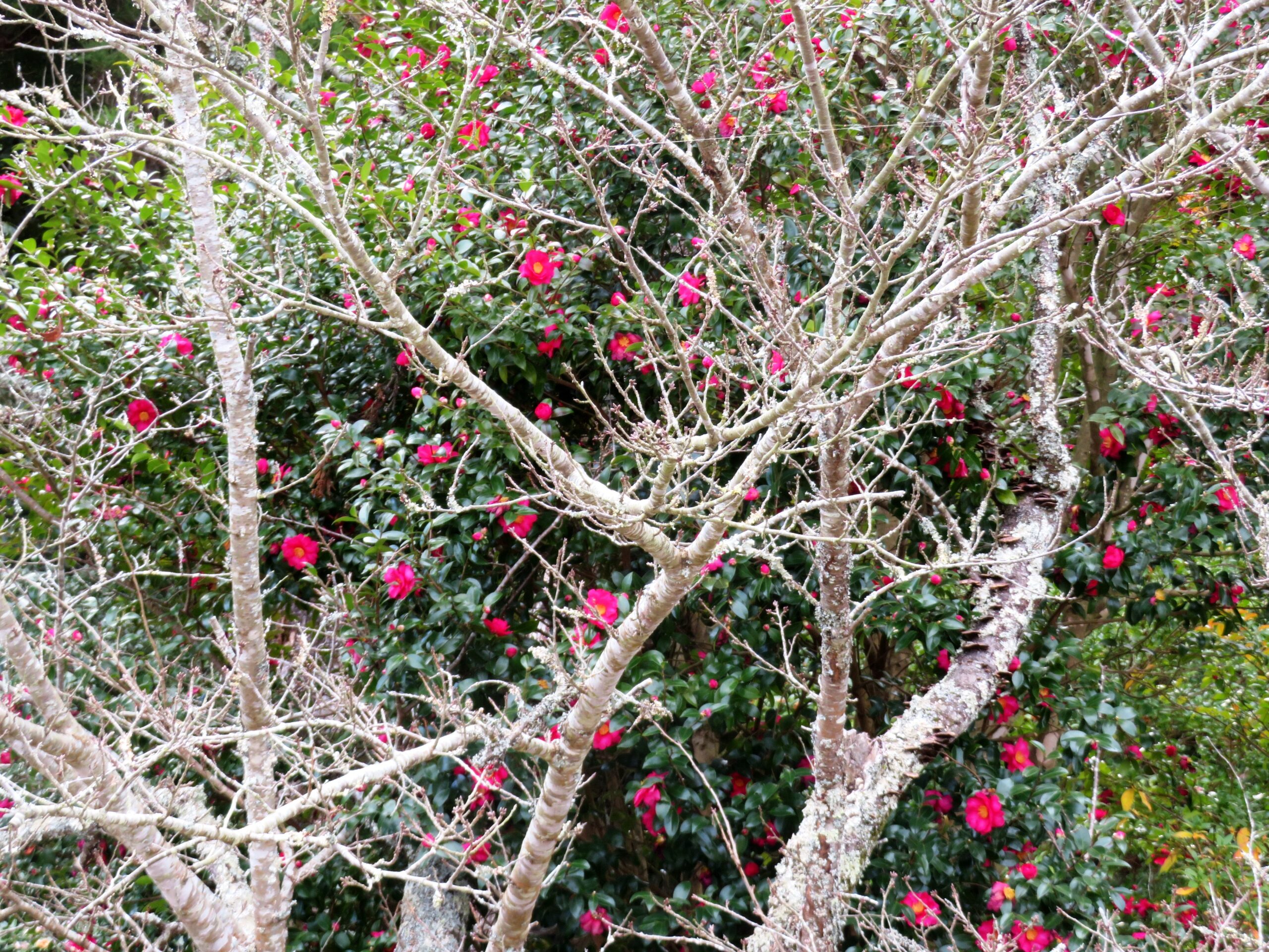 山茶花と桜の老木