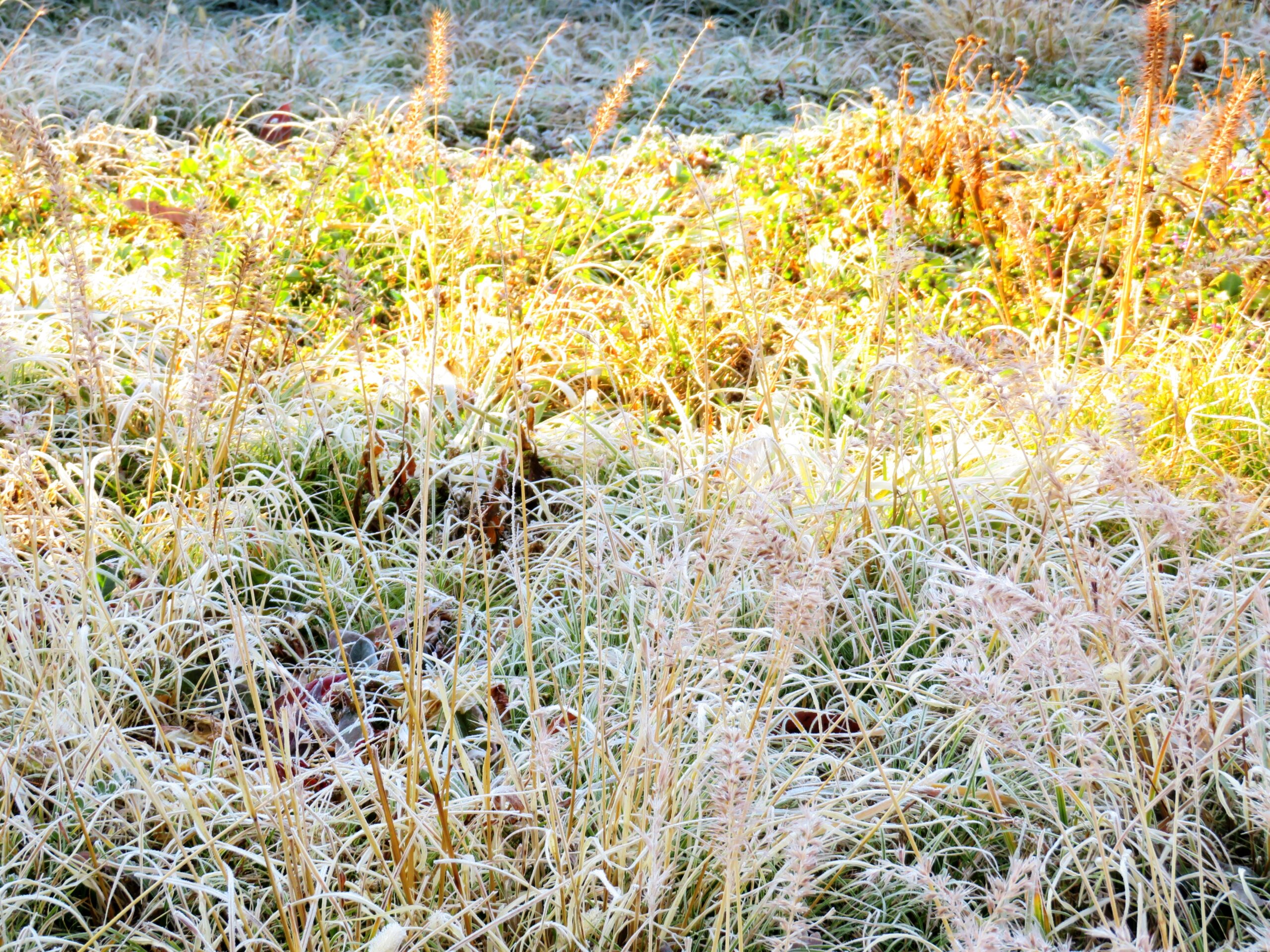 霜と朝日
