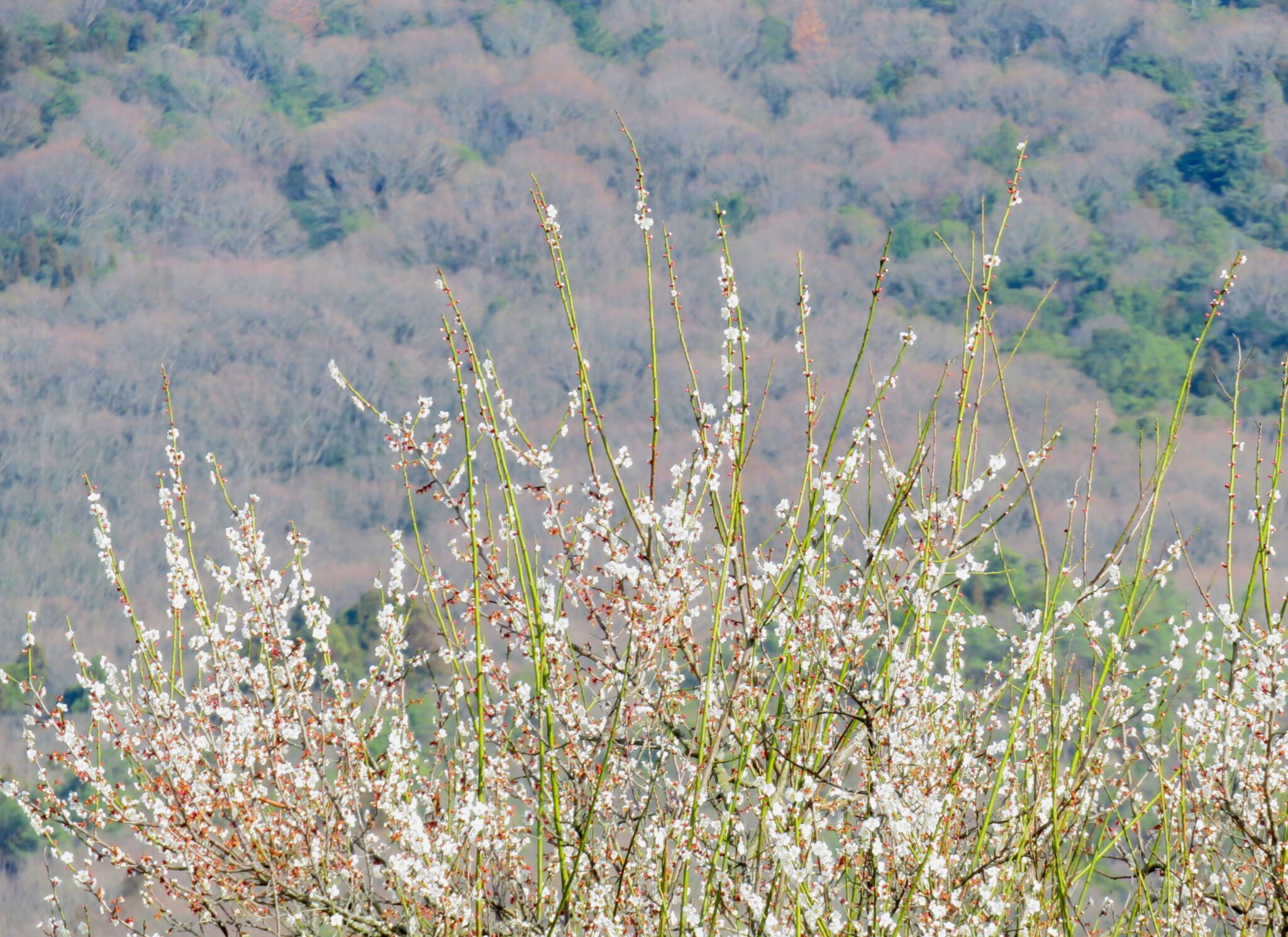 春の田舎　梅の花
